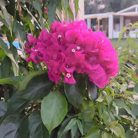 Aparthotel Amelia's Garden I Kavos